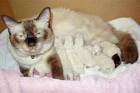 Siamese newborns