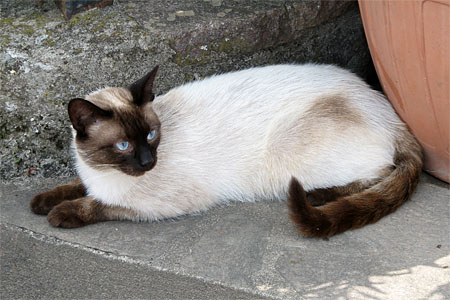 Siamese cat in Italy